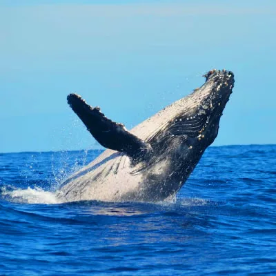 Whale Watching Private Tour